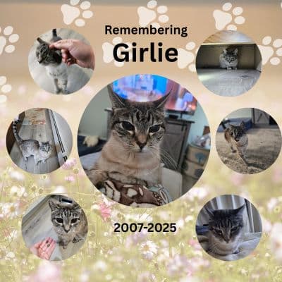 Rest in Peace, Girlie! Our adventure started in May 2024, and lovingly ended in May 2025. I'm so happy I got to spend one of the last weekends with you! We spent 39 total days having overnight sleepovers, and I got to do 19 separate drop ins with you. I miss you!