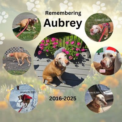 My dearest Aubrey, I will miss you greatly. I'm so happy I got to meet you last August, where we continued to have daily visits M-Th every week. In March we found out you had cancer, and our visits became twice per day. We got to spend three happy months together before you went over the rainbow bridge June 13th. We had 210 total visits. I love you