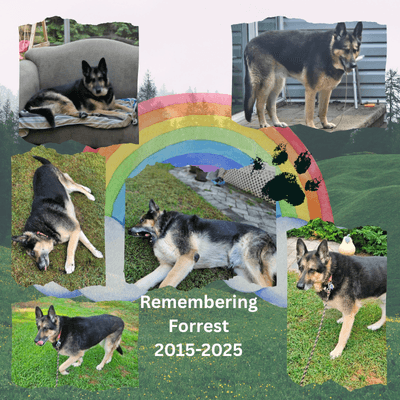 Memorial pet