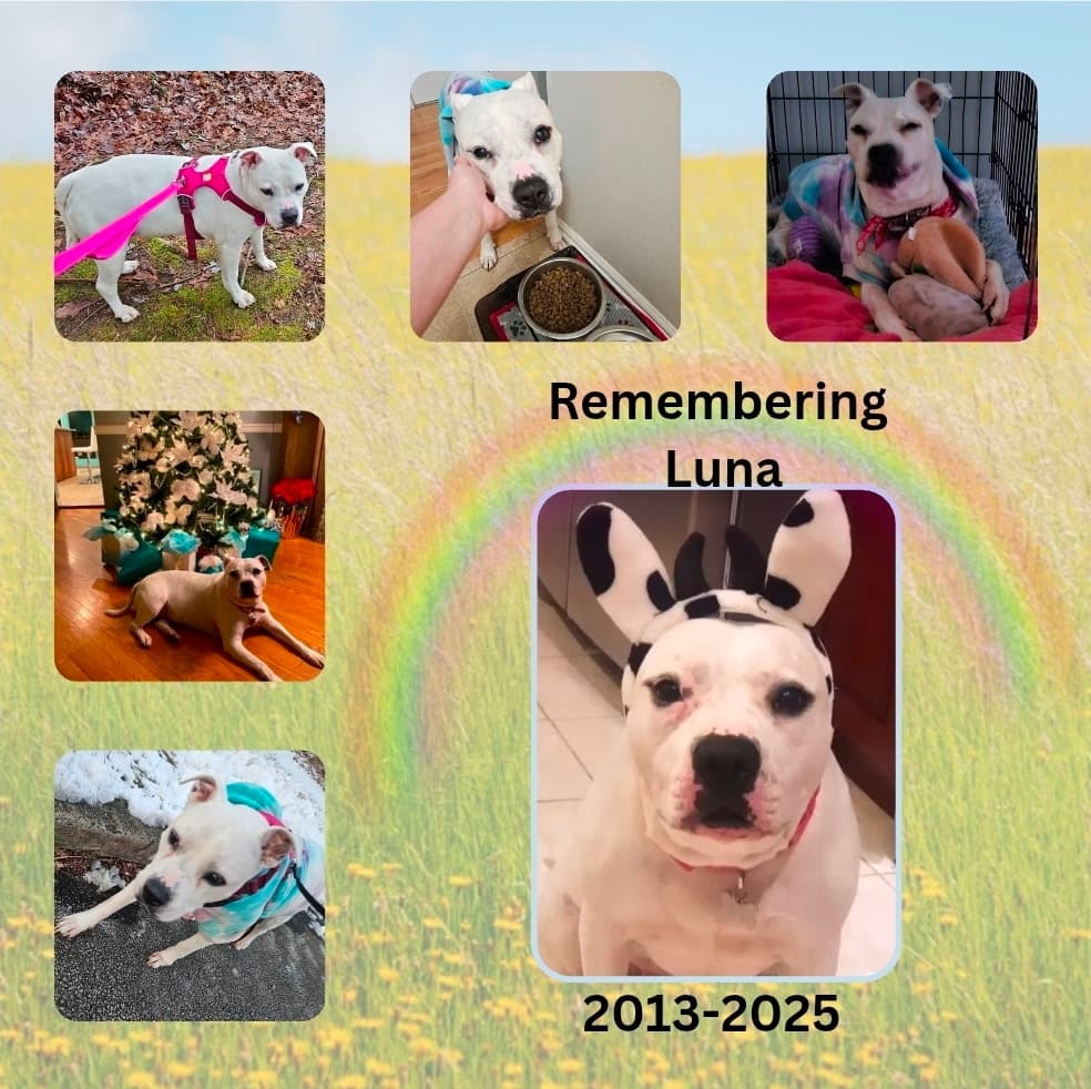 Forever loved, always remembered. 🌈🐾