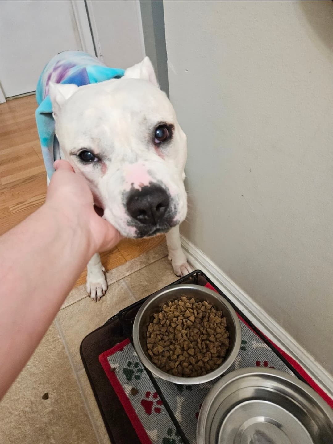 White dog being gently petted near food bowl during feeding time at home