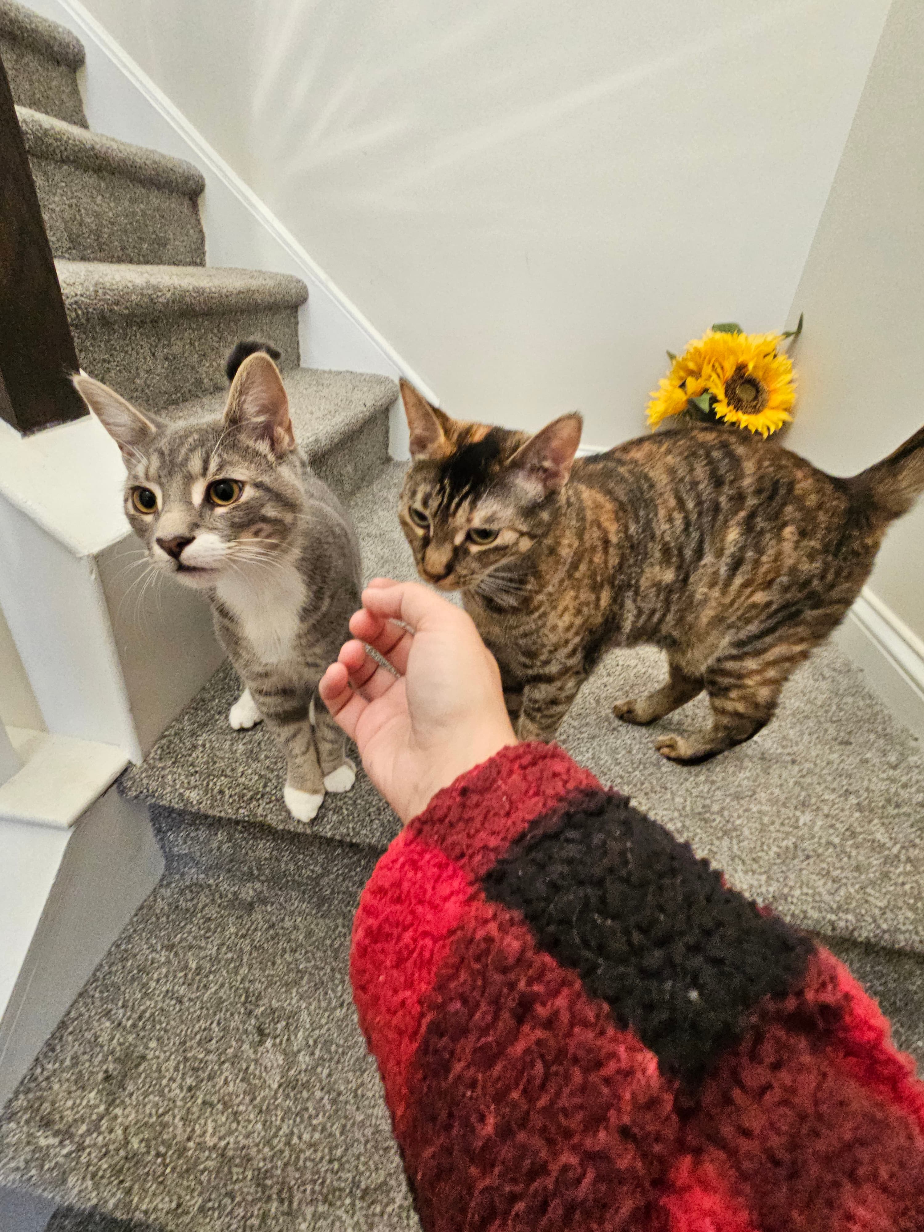 Two cats on stairs being gently petted during a calm in-home pet visit
