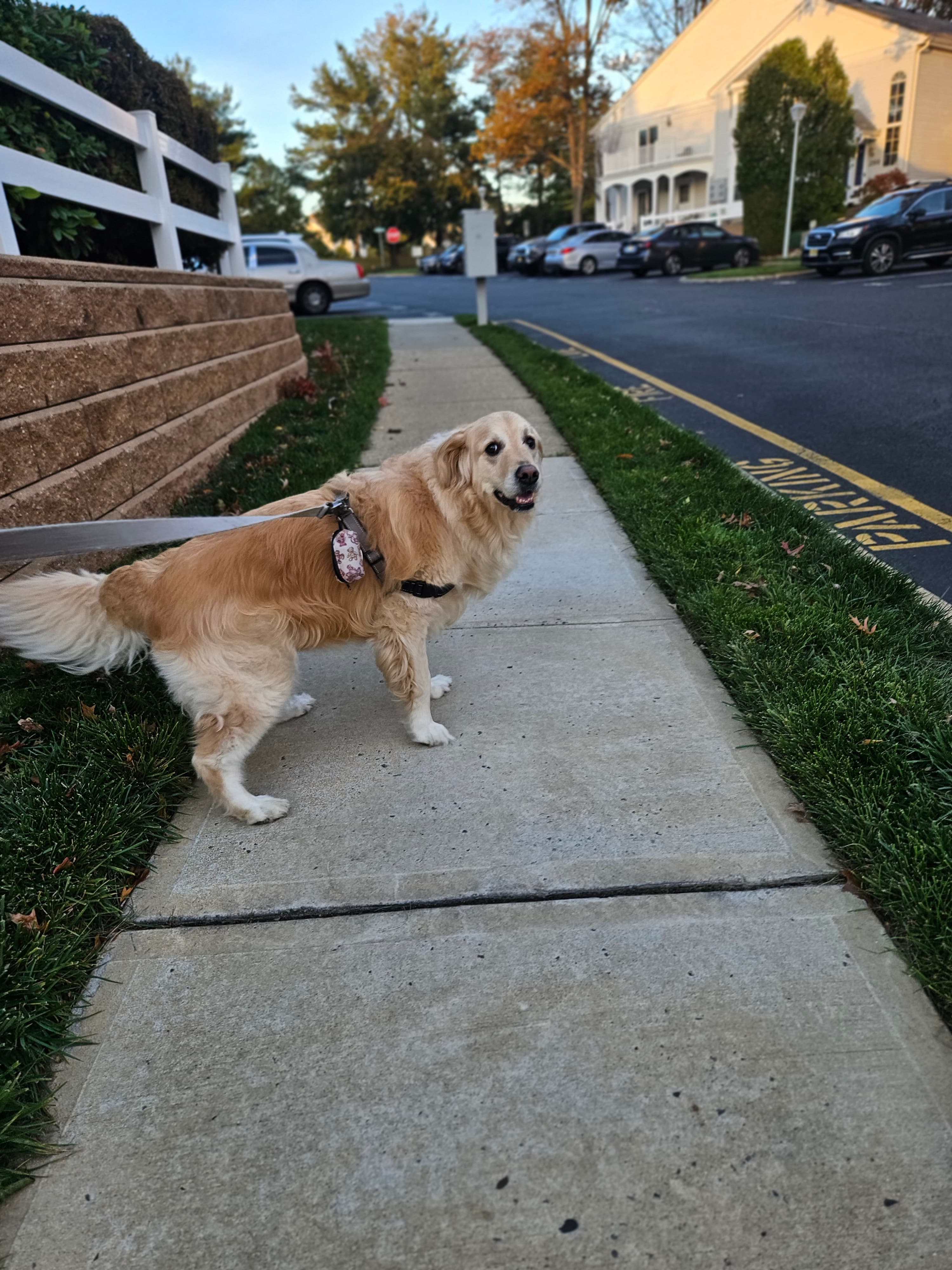 Golden retriever on leash during neighborhood walk with pet sitter