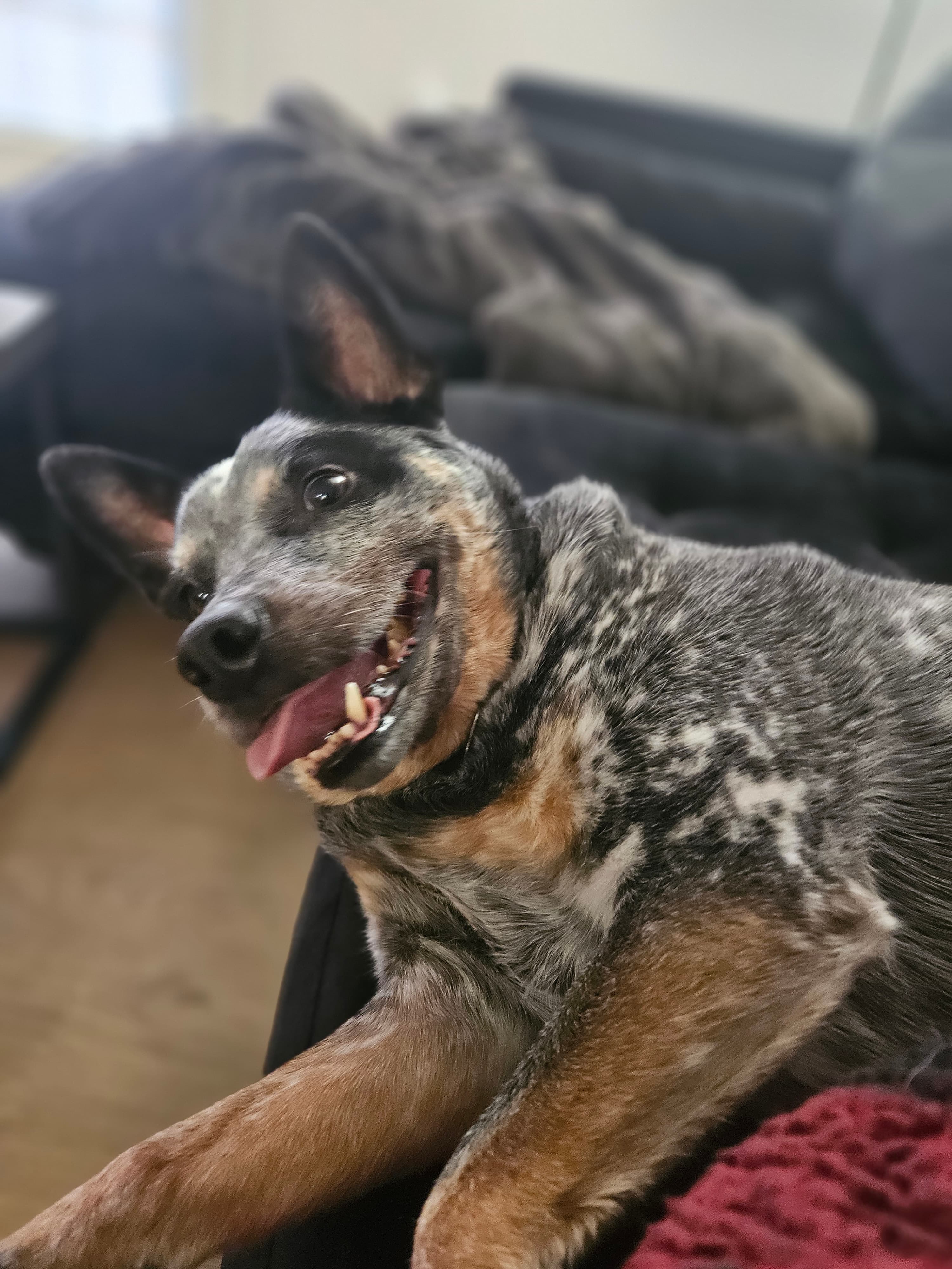 Happy dog relaxing on couch during in-home pet sitting visit