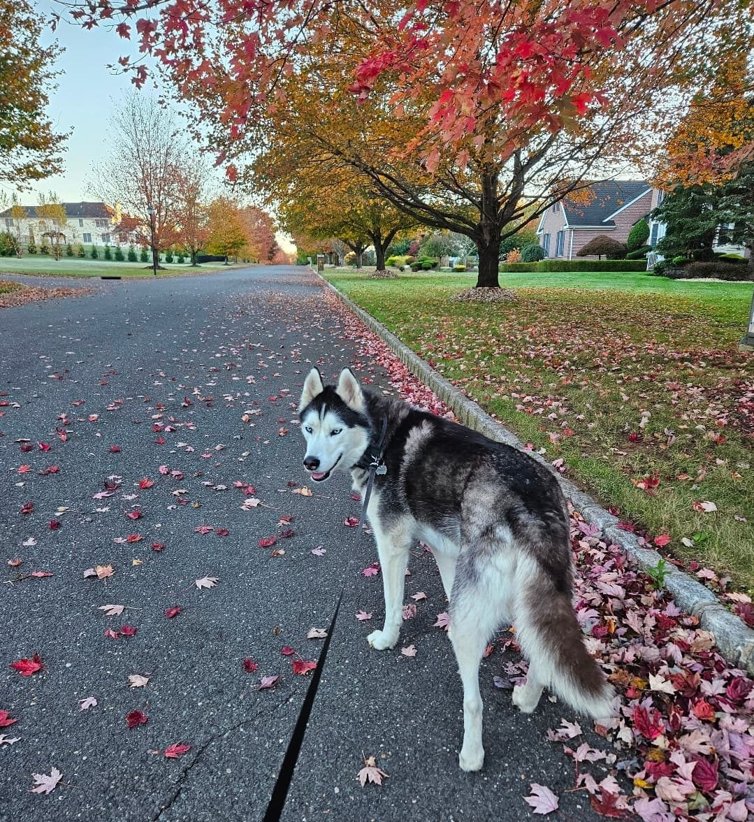 Husky on leash during peaceful fall walk in quiet neighborhood with colorful leaves