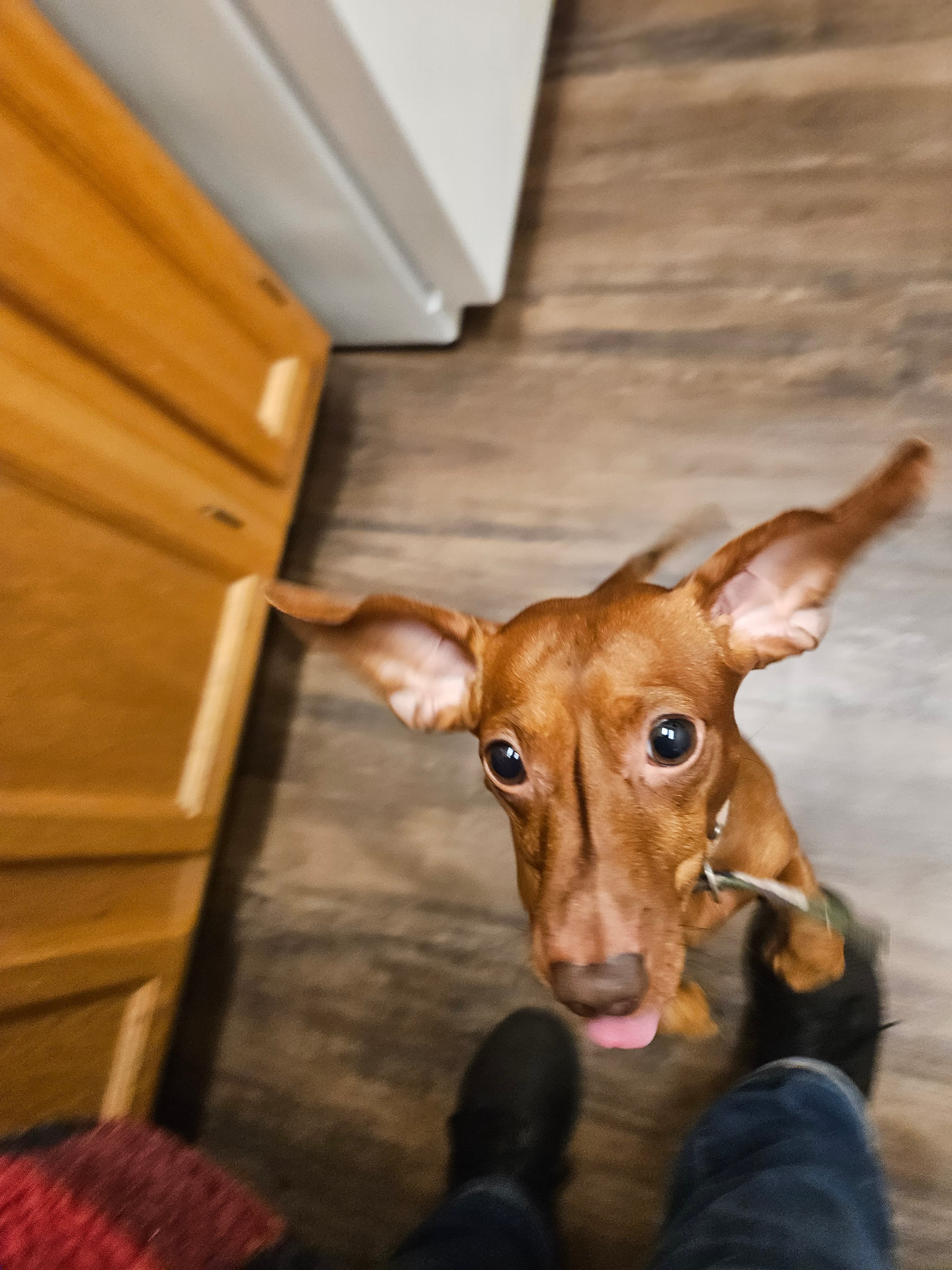 Small dog looking up excitedly indoors during pet sitting visit in kitchen