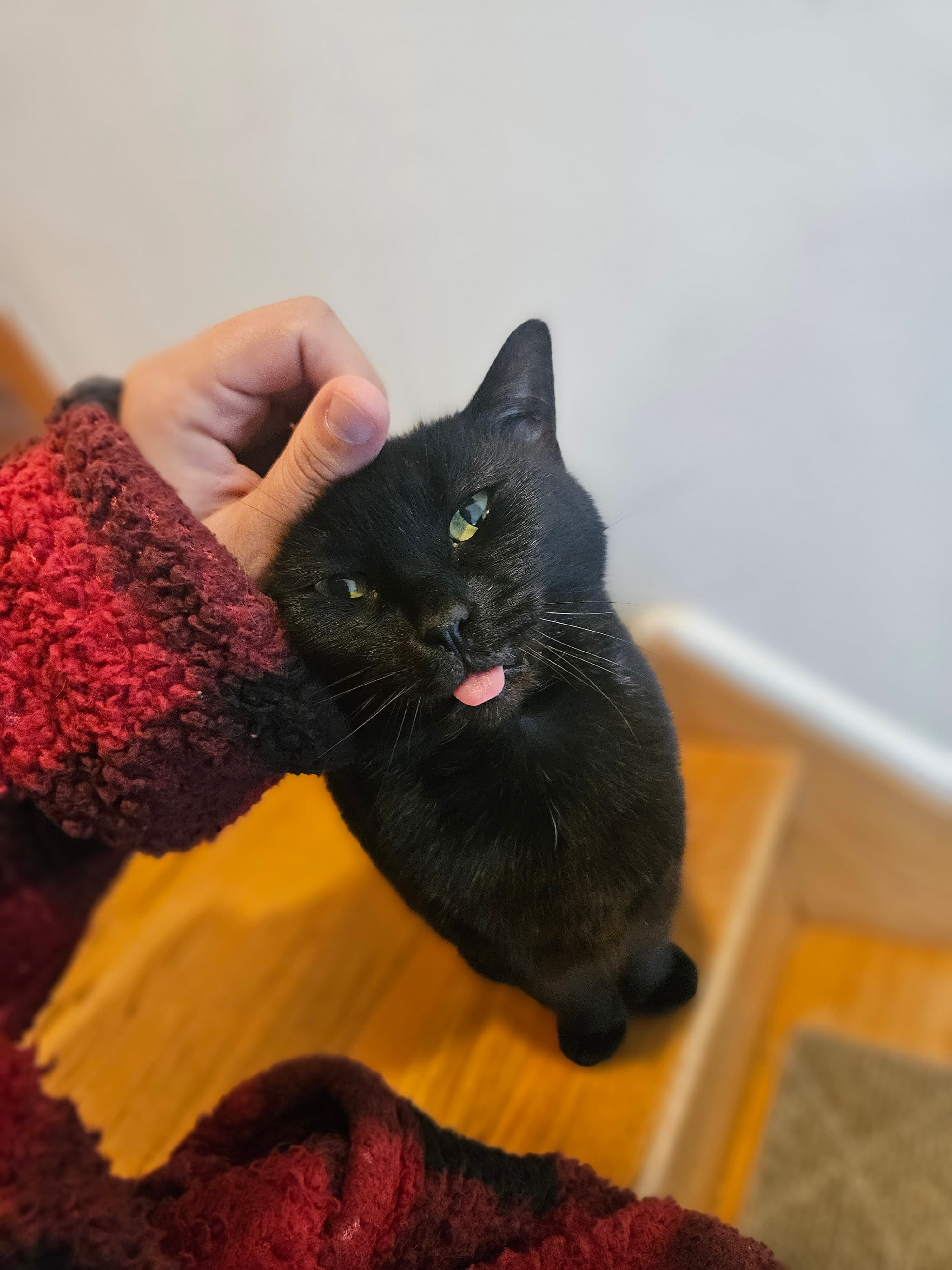 Black cat being gently petted on stairs during calm in-home pet care visit