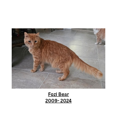 Fozi Bear