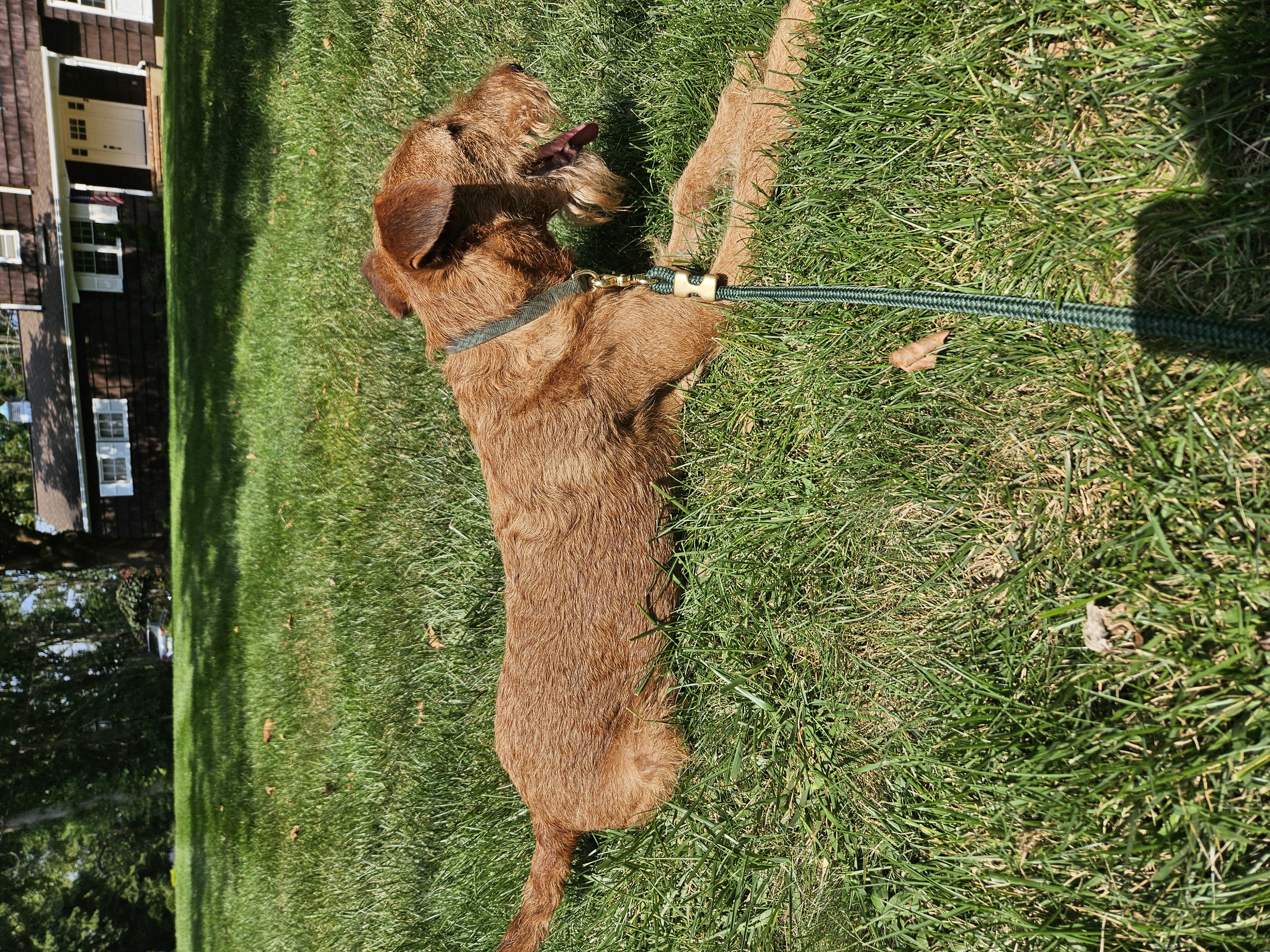 Dog on a walk in the park