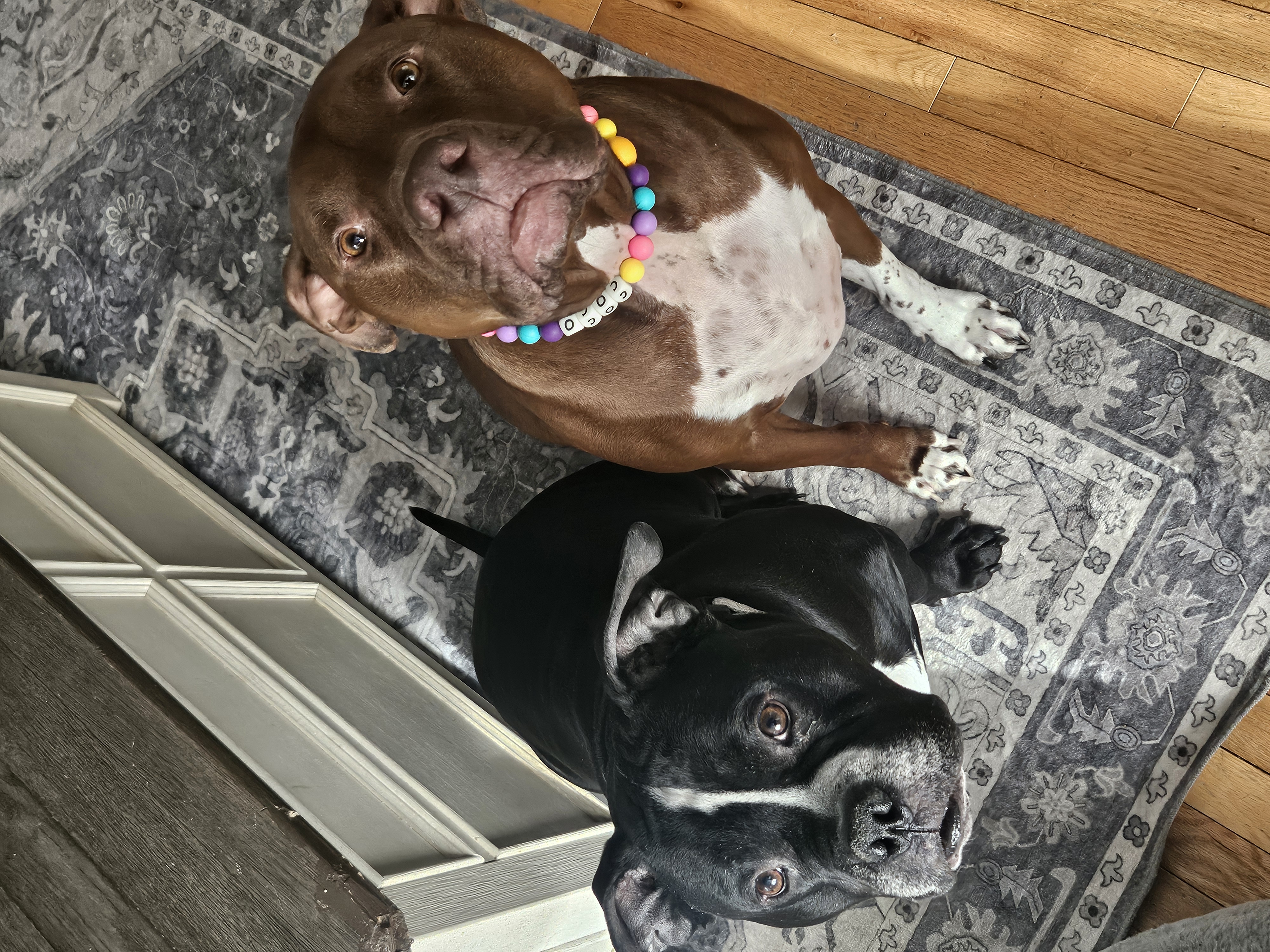 Two dogs playing together