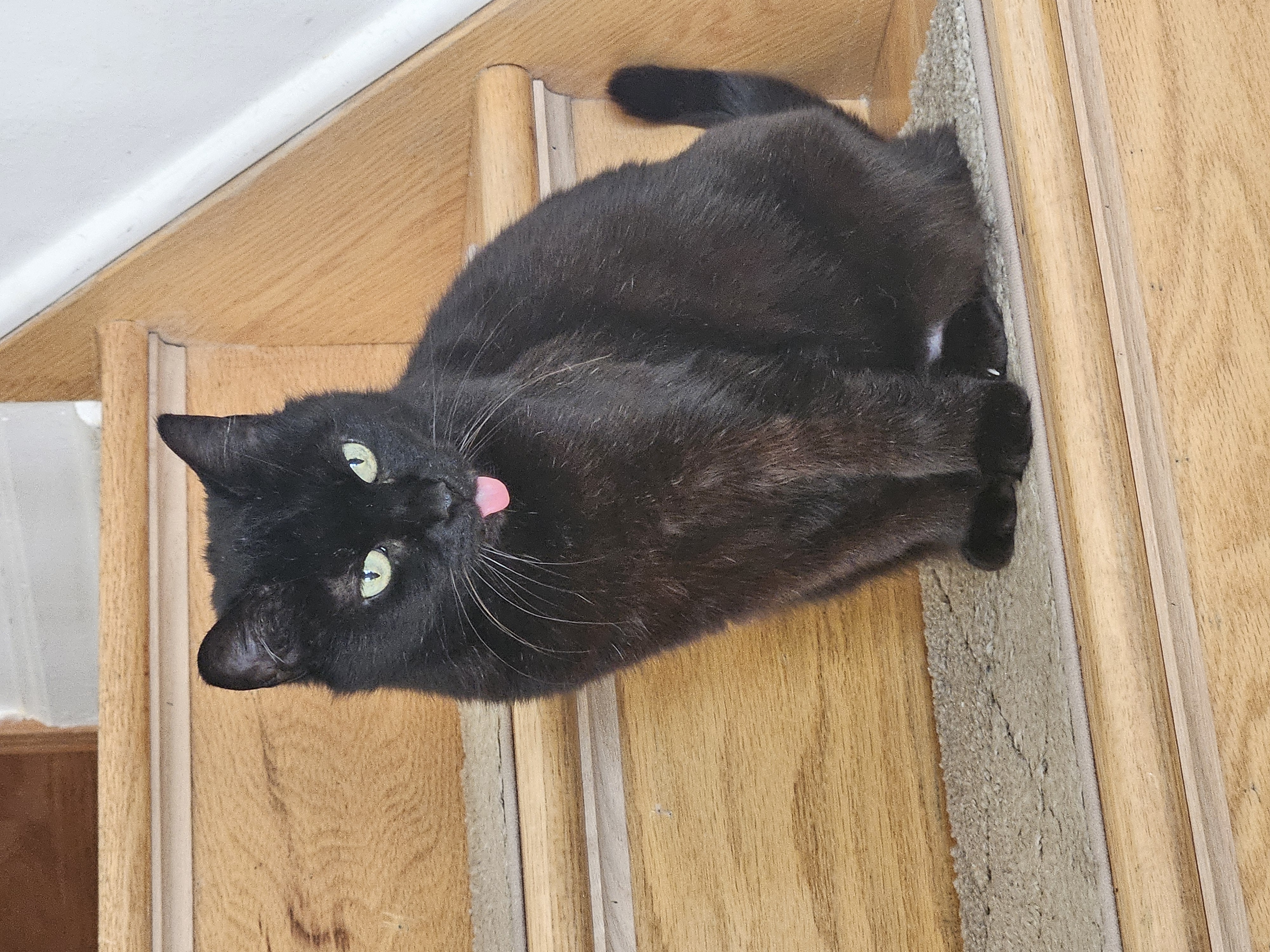 Cat lounging in sunlight