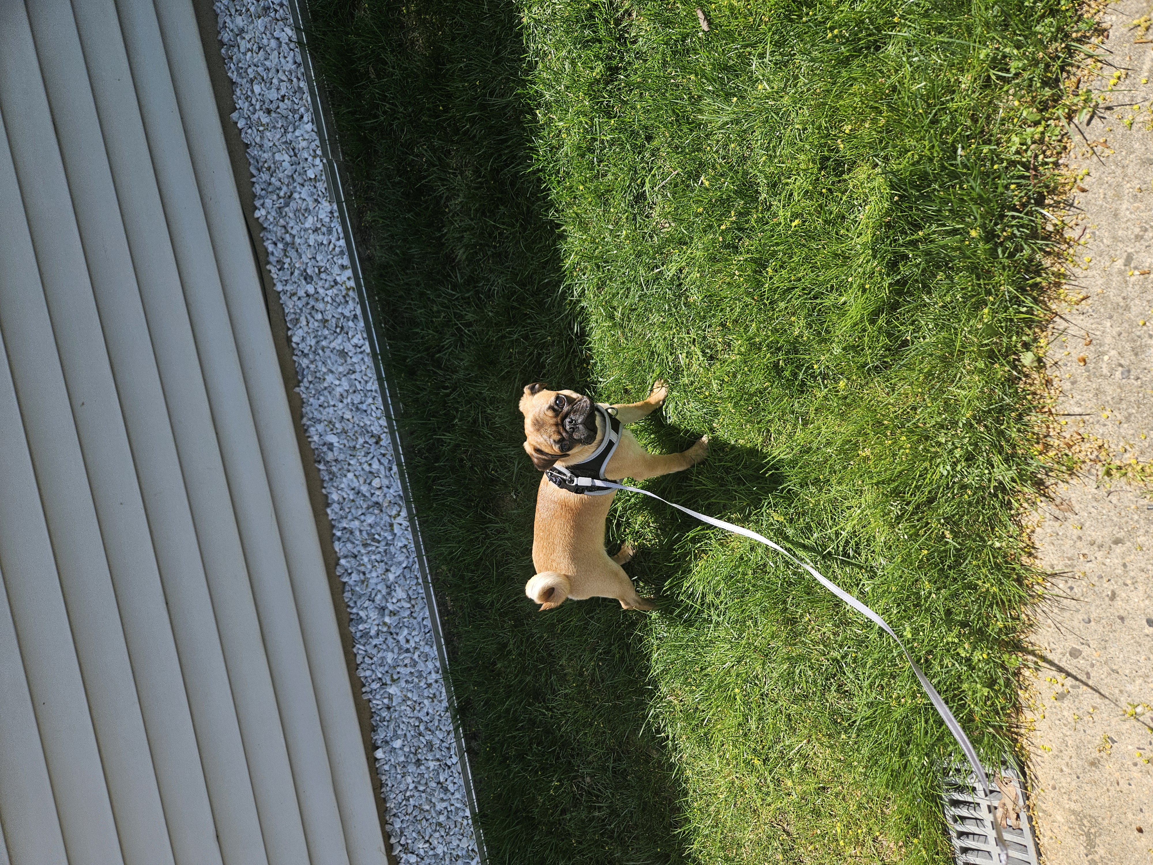 Dog on a walk in the park