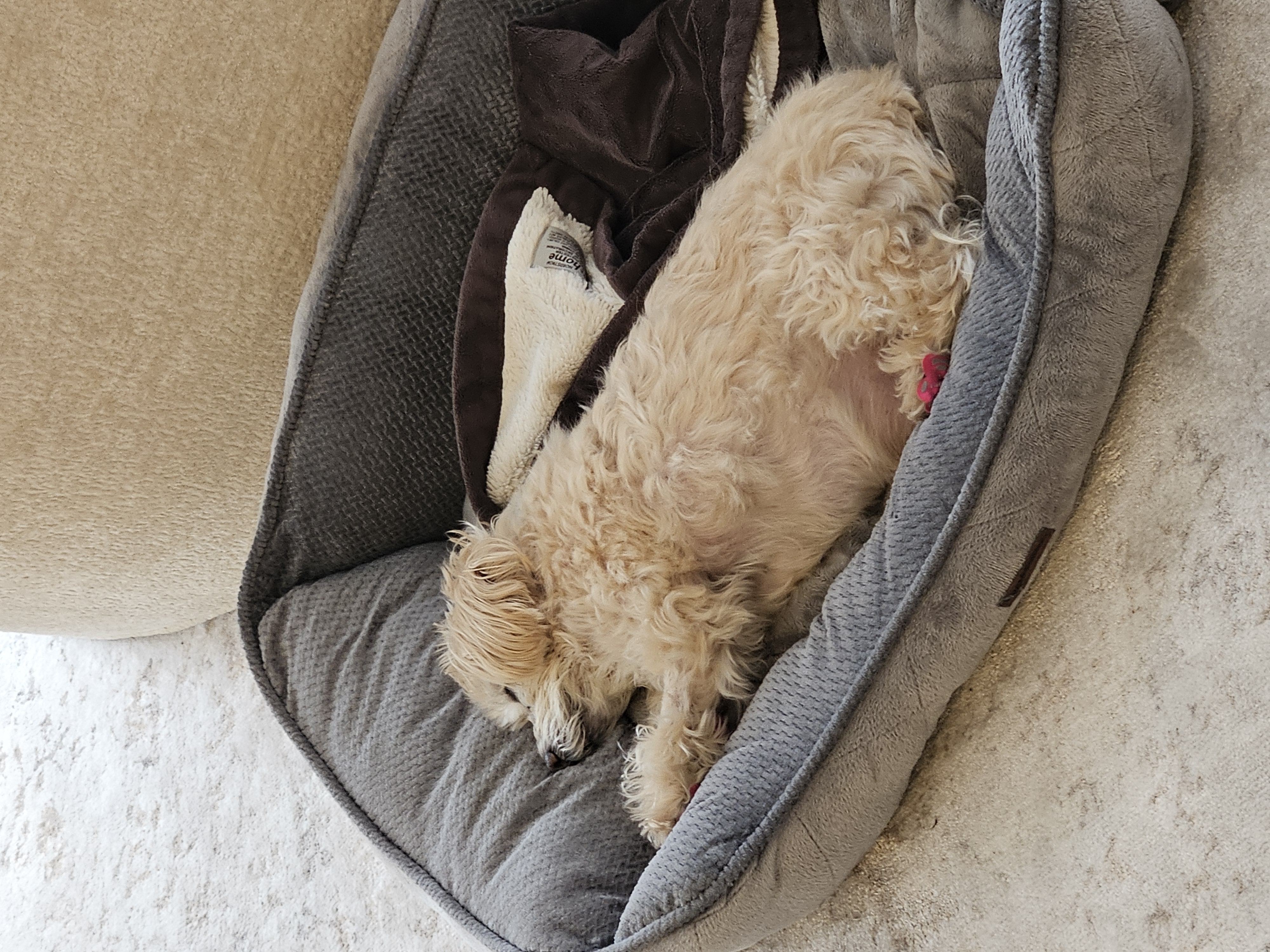 Puppy and child playing