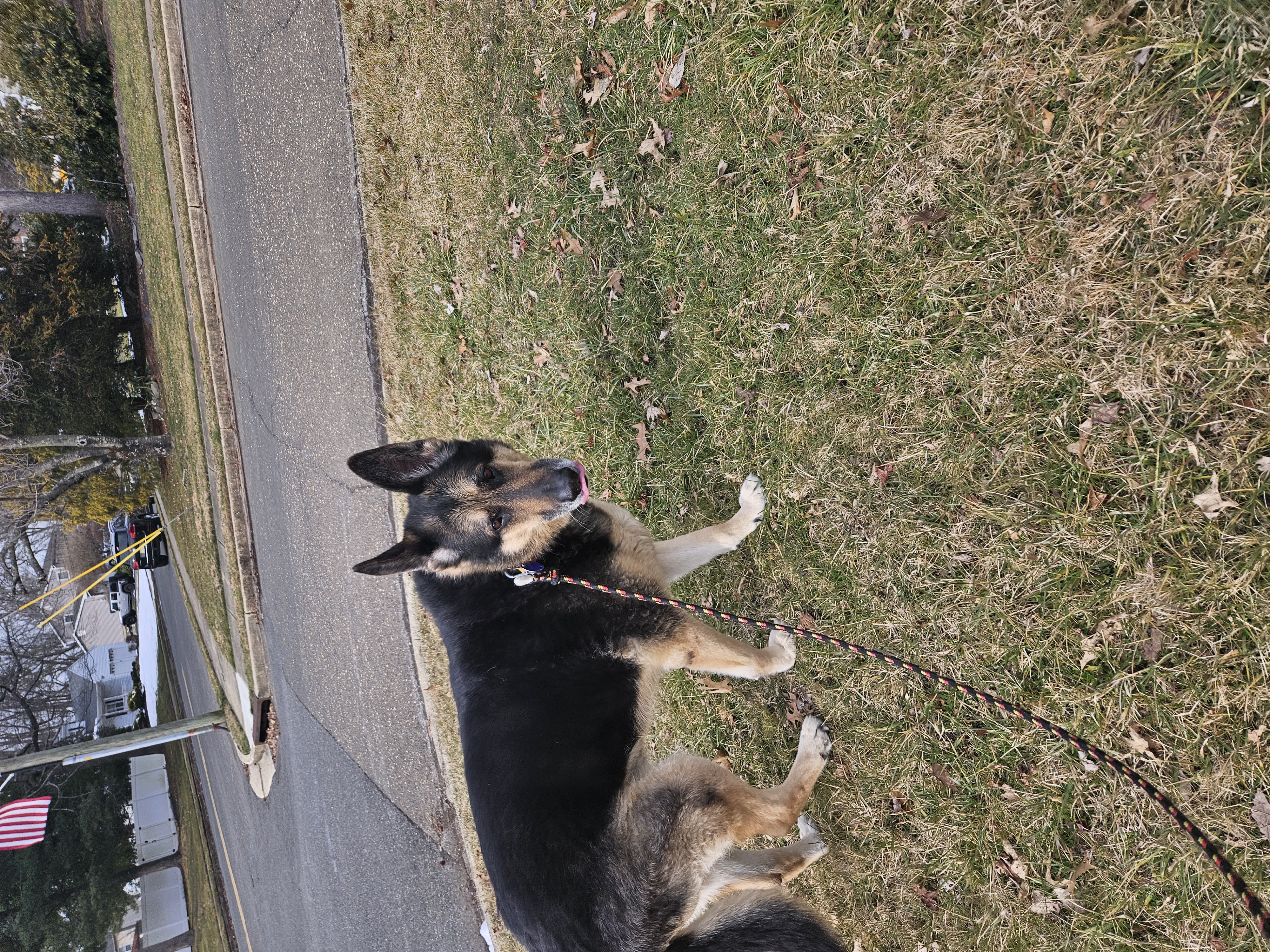 Happy dog after grooming